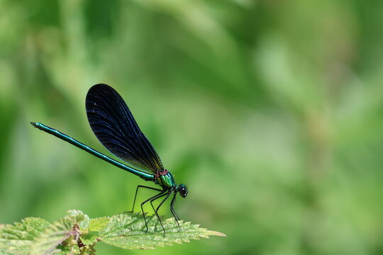 libellules