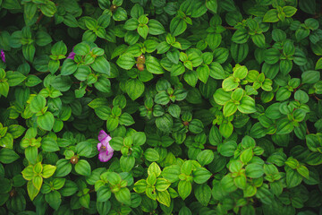 Fresh green leaves of spanish shawl creeper or creeping houseplants known as Pink lady or Oyster (Heterocentron elegans,Trailing Lasiandra, Trailing Princess Flower) for wallpaper, nature background.