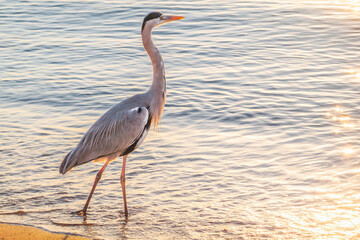 A heron hunting in the sea. Grey heron on the hunt