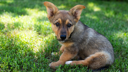 An alert puppy on grass, facing camera with bright expression and ears upright. Tranquil setting with no text in image.