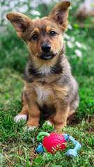 A small fluffy puppy with big ears sits on grass, ready to play. It wears a collar and is surrounded by toys under a sunny sky.