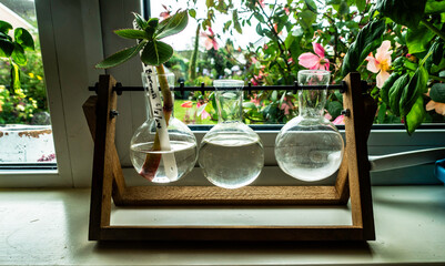 Experimenting with plant propagation, three glass vials filled with water showcase a cutting placed in sunlight surrounded by colorful blooms.
