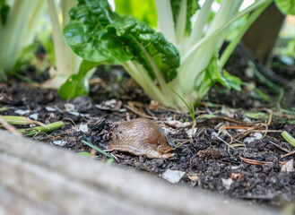 Slug in a vegetable garden
