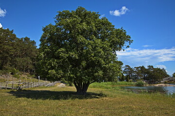 Giant tree on Stora Krokholmen in Stendörrens Naturreservat in Sweden, Europe
