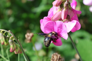insectes