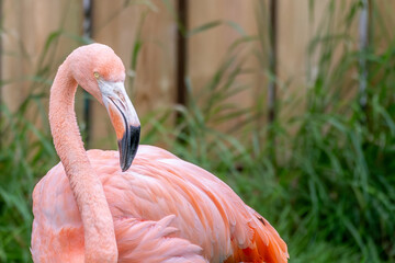 Flamingo pink with black tip beak