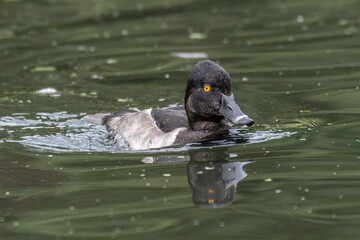 Duck in water