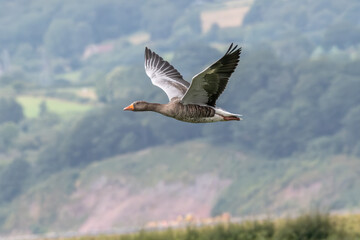 Goose in flight UK