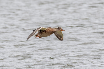Duck in flight