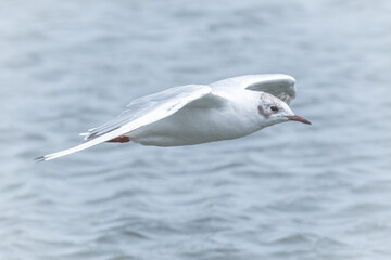 Gull in flight