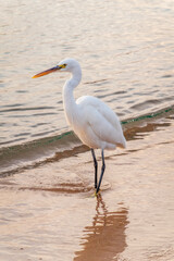 Obraz premium Great egret (Ardea alba), a medium-sized white heron fishing on the sea beach