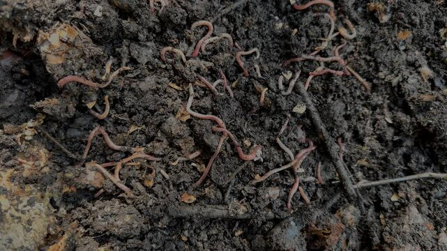 Earthworms in fresh compost. Vermicomposting, permaculture gardening concept	