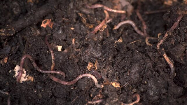 Earthworms in fresh compost. Vermicomposting, permaculture gardening concept	