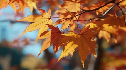 Autumn Leaves Closeup