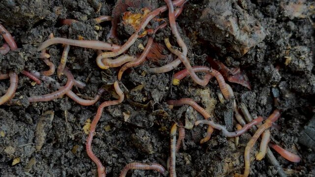 Earthworms in fresh compost. Vermicomposting, permaculture gardening concept	