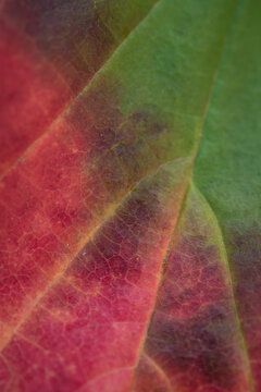 Fototapeta autumn colors in red and green maple leaf macro