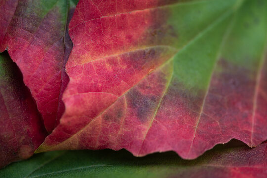 close up of red and green maple leaves texture in autumn