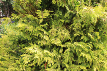 Cypress (Chamaecyparis) is used in landscape design
