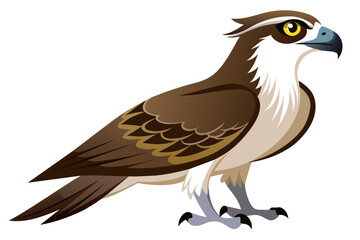 Beautiful bird osprey vector art illustration