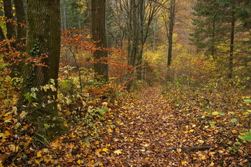 Hiking track at the castle ruin Schrattenstein in Lower Austria, Austria, Europe
