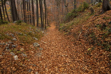Hiking track at the castle ruin Schrattenstein in Lower Austria, Austria, Europe
