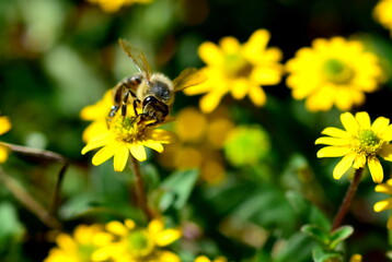 Biene auf einem Husarenknopf