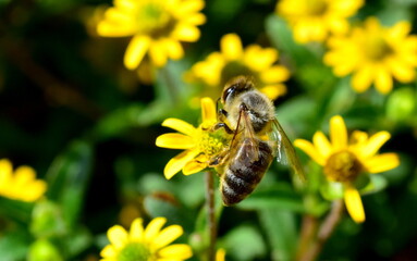 Biene auf einem Husarenknopf