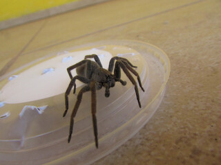 A garden spider Centroctenus brevipes on the porch of a country house