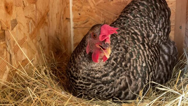 Horizontale Nahaufnahme im Nest. Ein Huhn sitzt im Nest und br&uuml;tet die Eier aus. Hechelt um sich abzuk&uuml;hlen.