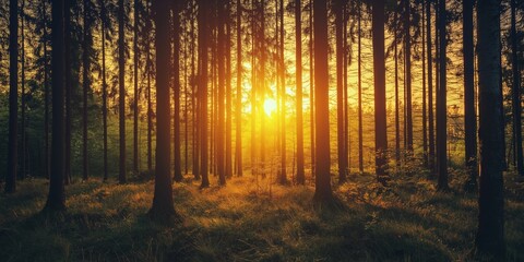 A breathtaking sunset casting golden light through a dense and lush green forest, capturing the beauty of nature.
