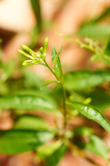 Close view highlighting the young and promising structure of night jasmine before its flowers open.
