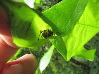 Fototapeta premium A spider hiding in a leaf in the middle of the forest