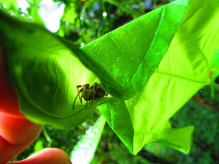 A spider hiding in a leaf in the middle of the forest