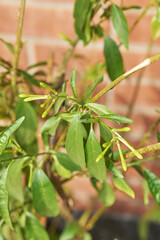 Artistic capture of the beginning of the life cycle of night jasmine with a softly blurred background.
