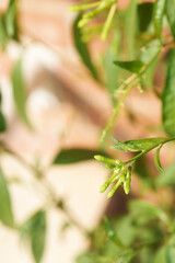 Night-blooming jasmine in its initial phase with closed flower buds and fresh leaves, perfect for botanical studies.
