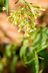 Detailed image showing the green buds of night-blooming jasmine with shiny leaves and a blurred background to highlight the plant.
