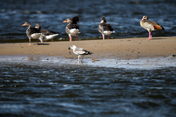 Möwe frisst einen Fisch schneller als die Gänse - Szene auf der Sandbank