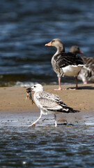 Möwe mit Fisch im Schnabel  - Szene auf der Sandbank mit Gänse Vögeln in Hintergrund