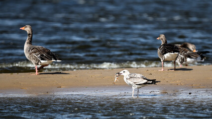 Möwe mit Fisch im Schnabel  - Szene auf der Sandbank mit Gänse Vögeln in Hintergrund