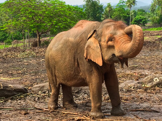 Elephants enjoy natural river bathing. Elephants bathing, Sri Lanka, Pinawella Cattery. Elephants are bathing and washing in the river, elephant feeding, Elephant Orphanage stand