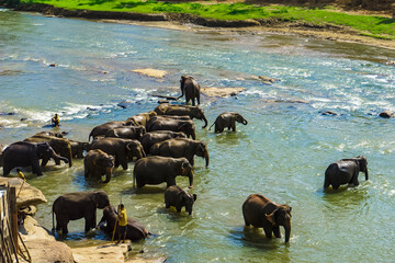 Fototapeta premium Elephants enjoy natural river bathing. Elephants bathing, Sri Lanka, Pinawella Cattery. Elephants are bathing and washing in the river, elephant feeding, Elephant Orphanage stand