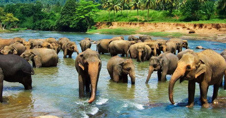 Elephants enjoy natural river bathing. Elephants bathing, Sri Lanka, Pinawella Cattery. Elephants...