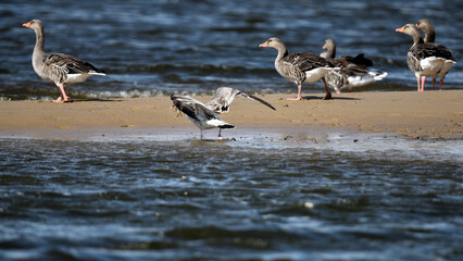 Möwe frisst einen Fisch schneller als die Gänse - wildlife Szene am Sandbank Strand mit Vogel Gruppe im Hintergrund