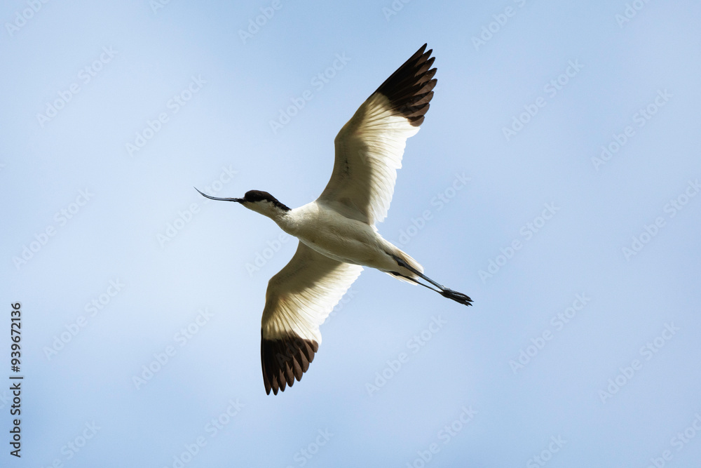 Poster Avocette élégante, Recurvirostra avosetta, Pied Avocet