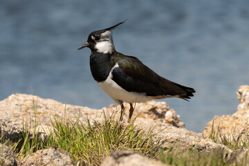 Vanneau huppé,.Vanellus vanellus, Northern Lapwing