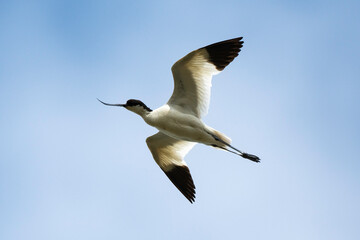 Avocette élégante, Recurvirostra avosetta, Pied Avocet