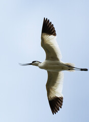 Obraz premium Avocette élégante, Recurvirostra avosetta, Pied Avocet
