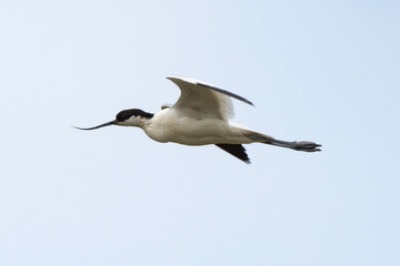Avocette élégante, Recurvirostra avosetta, Pied Avocet