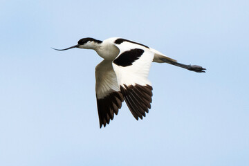 Avocette élégante, Recurvirostra avosetta, Pied Avocet