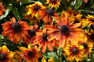 Rudbeckia hirta 'Autumn Colors' , Rudbeckia